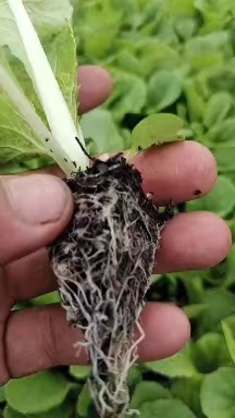 娃娃菜苗产地直发，长期供货，欢迎选购，联系优惠，品质好