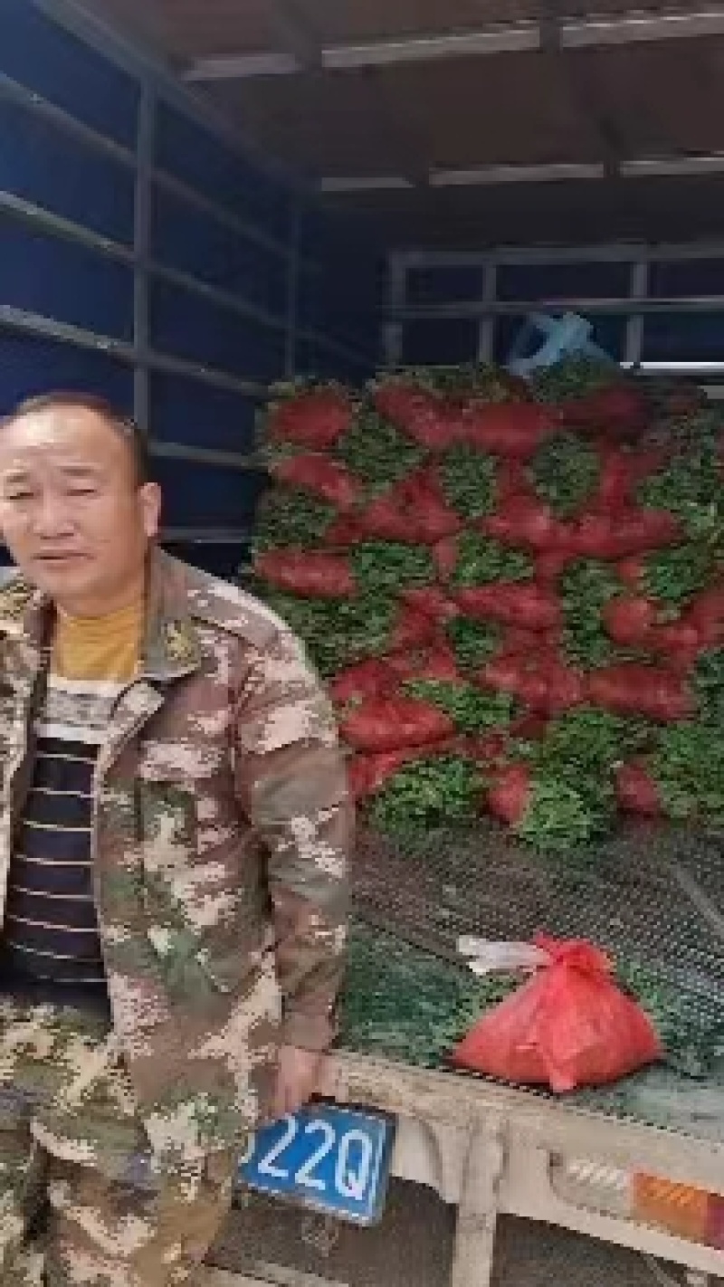 娃娃菜苗产地直发，长期供货，欢迎选购，联系优惠，品质好