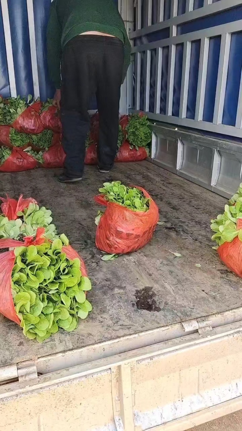 娃娃菜苗产地直发，长期供货，欢迎选购，联系优惠，品质好
