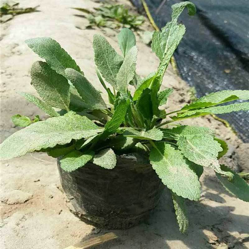 鼠尾草，蓝花鼠尾草，宿根花卉.质量保证.欢迎采够