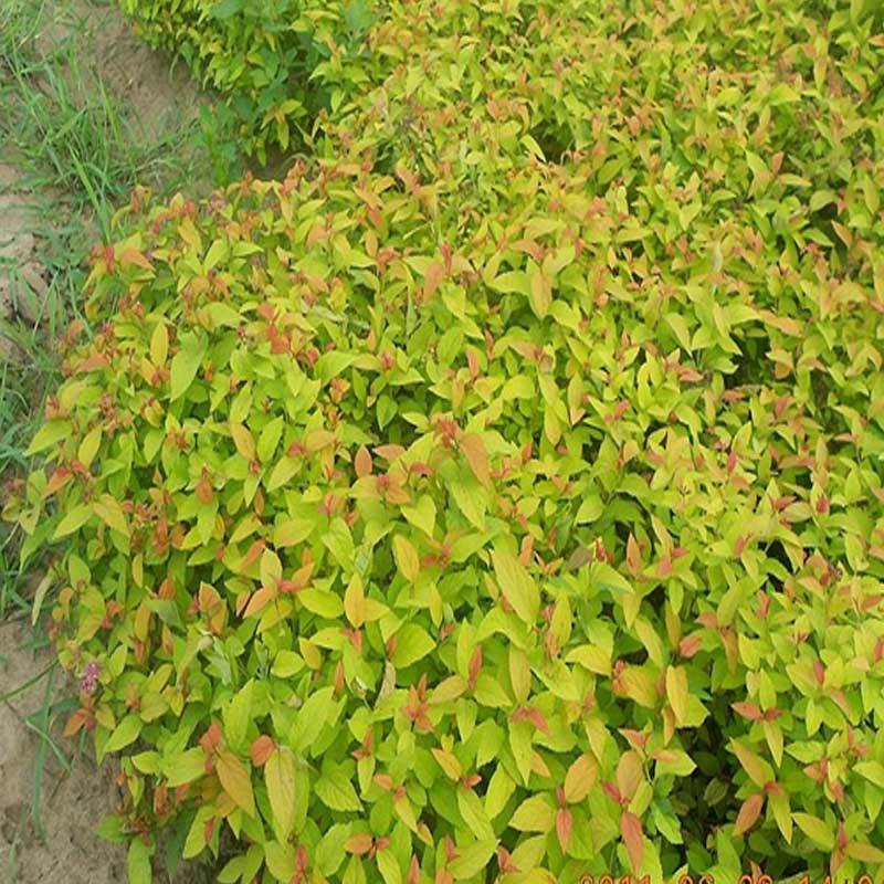 金山绣线菊，金焰绣线菊，菊花，欢迎采购