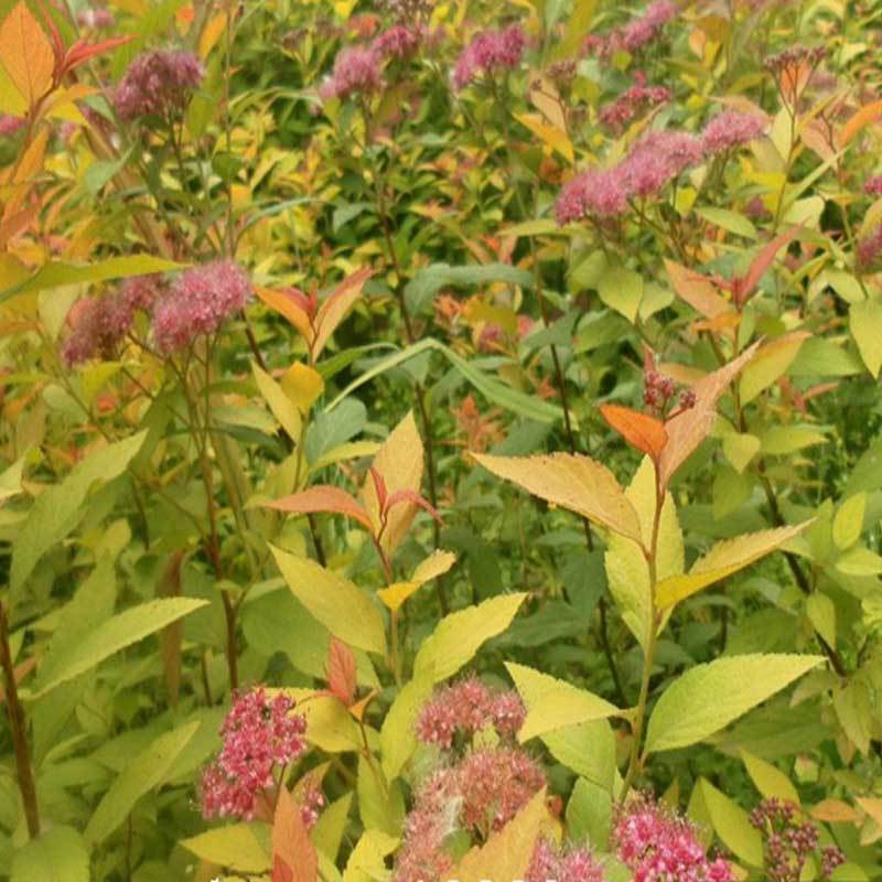金山绣线菊，金焰绣线菊，菊花，欢迎采购