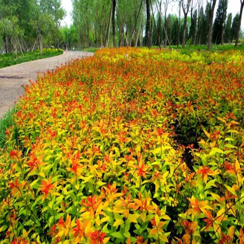 金山绣线菊，金焰绣线菊，菊花，欢迎采购
