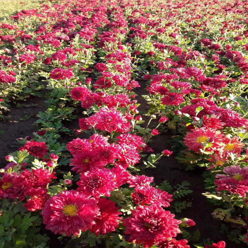黑心菊，地被菊，金鸡菊，各种菊花