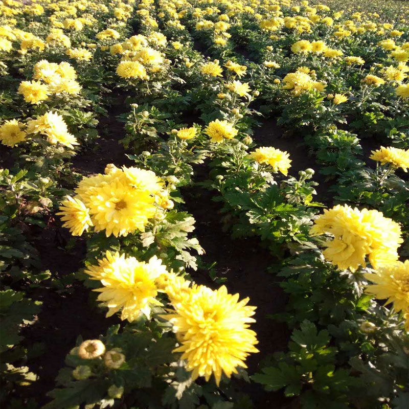 黑心菊，地被菊，金鸡菊，各种菊花