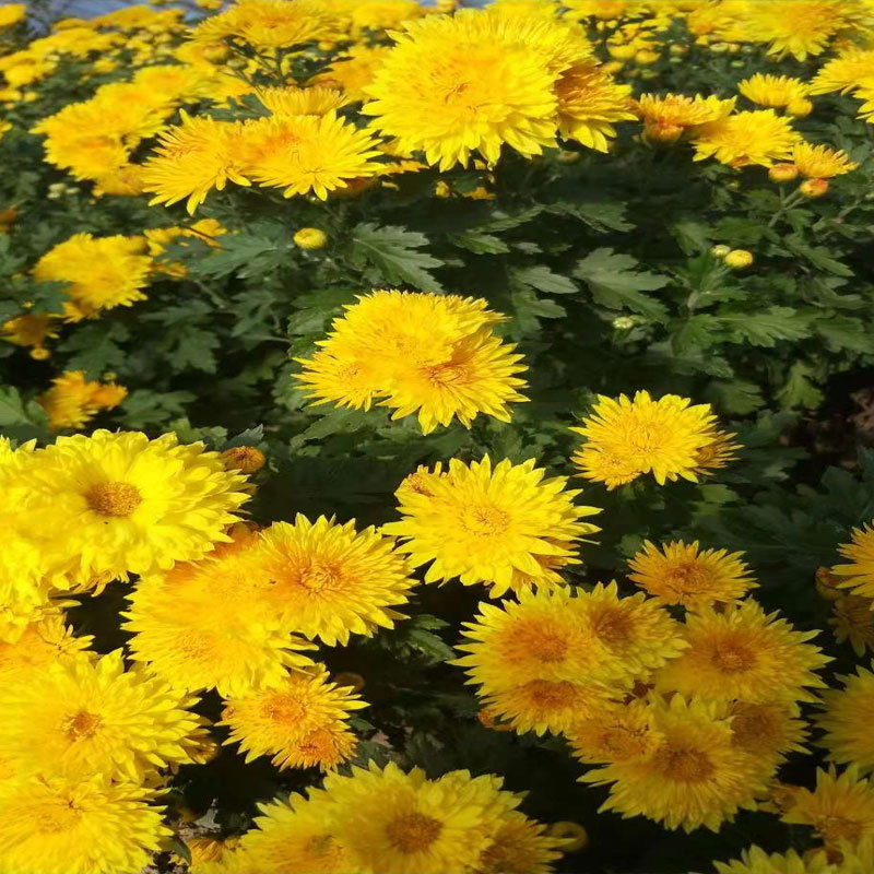 黑心菊，地被菊，金鸡菊，各种菊花