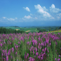 松果菊，蛇鞭菊，天人菊，各种菊花，欢迎采购