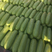 精品西葫芦品质保证绿皮西葫芦欢迎咨询合作
