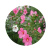 芙蓉葵种子新采大花秋葵种子草芙蓉四季种耐寒耐阴多年生宿根