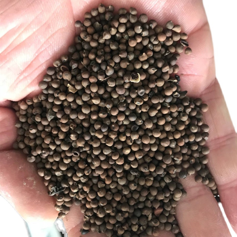 芙蓉葵种子新采大花秋葵种子草芙蓉四季种耐寒耐阴多年生宿根