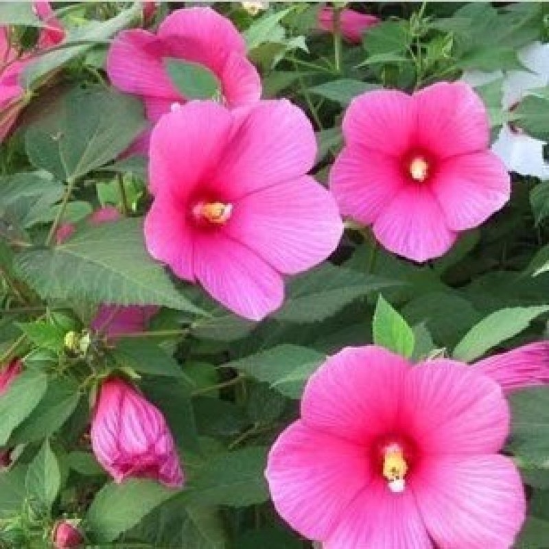 芙蓉葵种子新采大花秋葵种子草芙蓉四季种耐寒耐阴多年生宿根