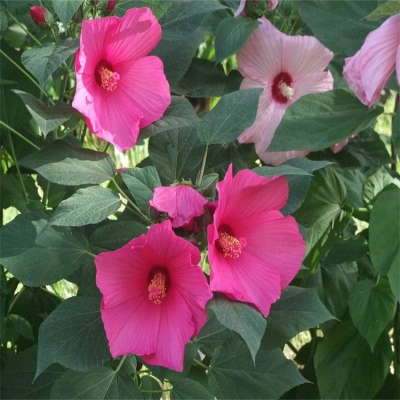 芙蓉葵种子新采大花秋葵种子草芙蓉四季种耐寒耐阴多年生宿根