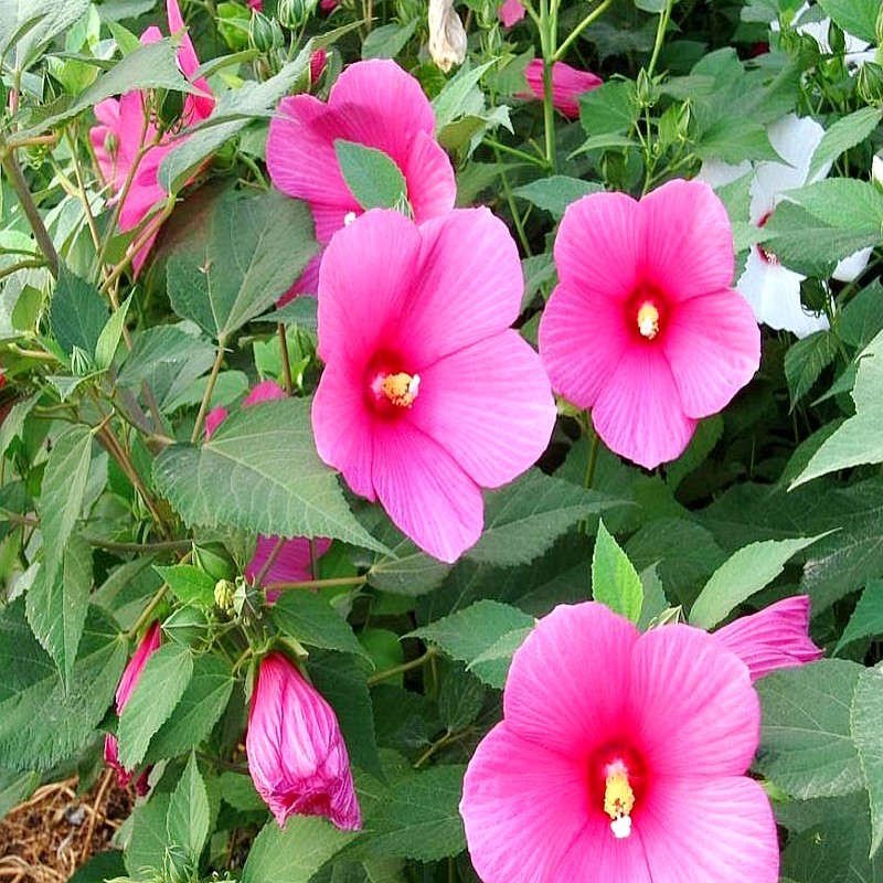 芙蓉葵种子新采大花秋葵种子草芙蓉四季种耐寒耐阴多年生宿根