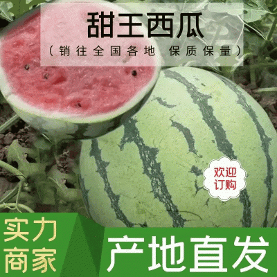 西瓜，甜王西瓜，云南西瓜，云南甜王西瓜【产地精品批发】