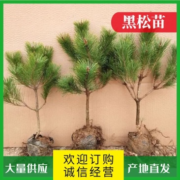 【牛商推荐】黑松袋苗山东黑松苗基地直发好成活量大从优