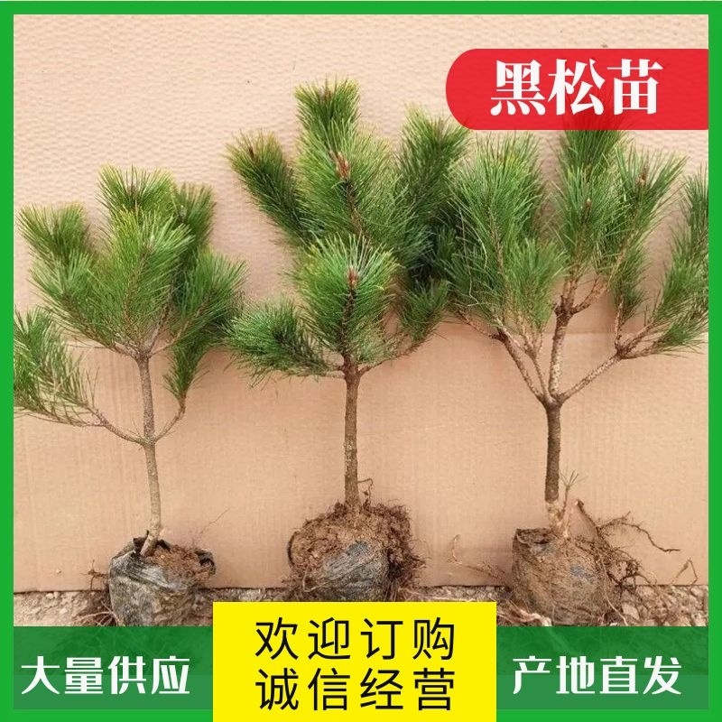 【牛商推荐】黑松袋苗山东黑松苗基地直发好成活量大从优