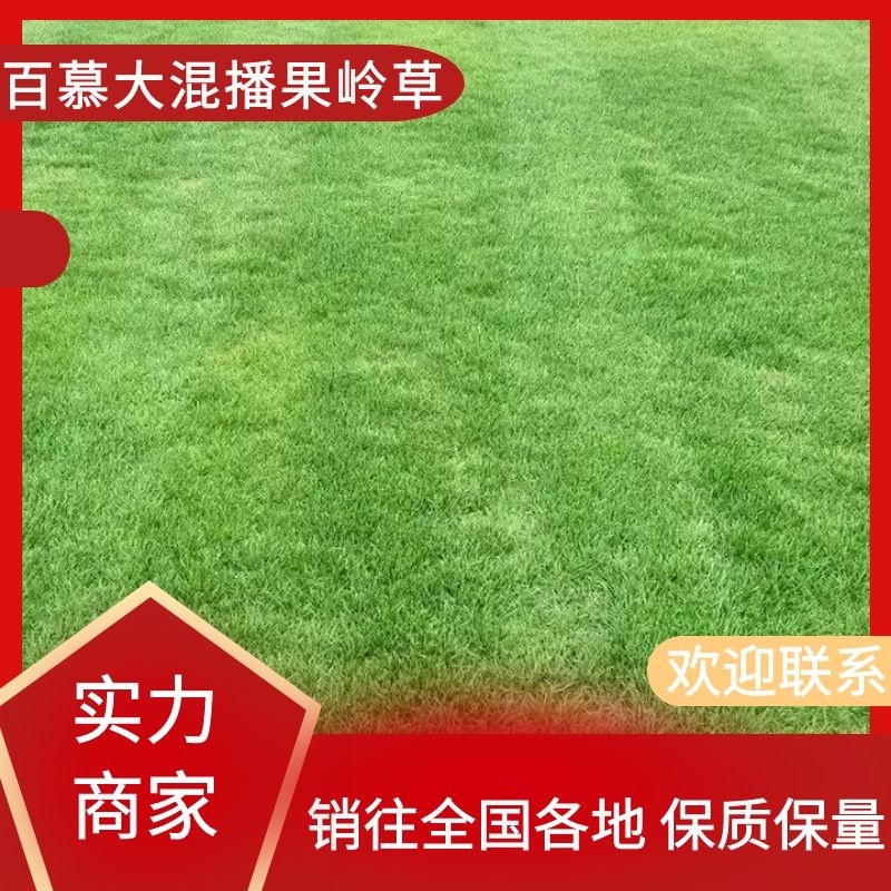 百慕大混播果岭草，基地直发，货源充足，欢迎咨询下单！
