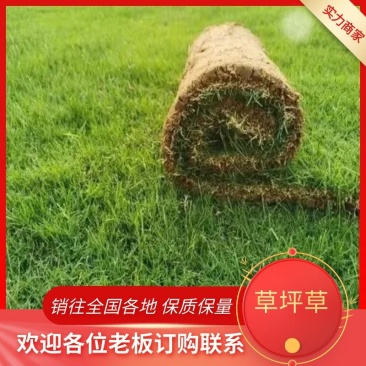 常年供应各种绿化草坪，绿化工程，量大从优欢迎咨询联系！
