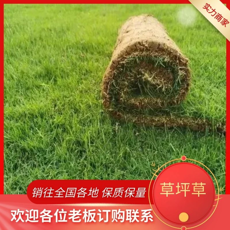 常年供应各种绿化草坪，绿化工程，量大从优欢迎咨询联系！