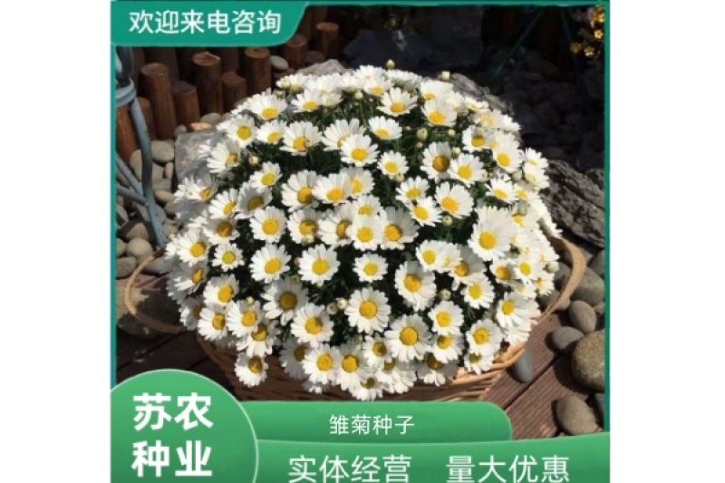 雏菊种子四季种易活开花不断室内外花种籽子