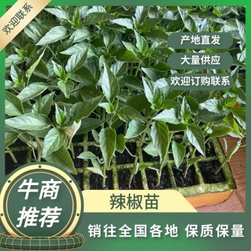 精选云南辣椒苗辣椒个头均匀品种纯正欢迎咨询