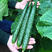 津优365黄瓜种子20g早熟越冬早春温室大棚短把绿肉绿瓤