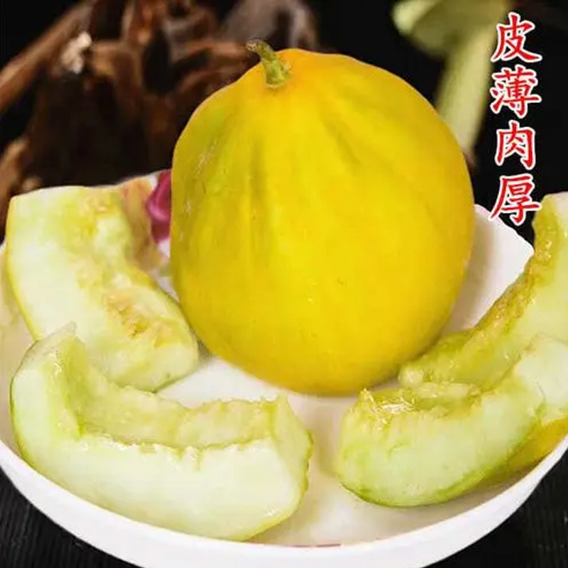 冰糖脆甜瓜种子金疙瘩甜瓜种子高产春老品种脆甜丑八怪种子