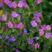 蓝蓟种子庭院花园阳台花种盆栽露地播花境保健容易种开花密集