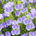 蓝蓟种子庭院花园阳台花种盆栽露地播花境保健容易种开花密集
