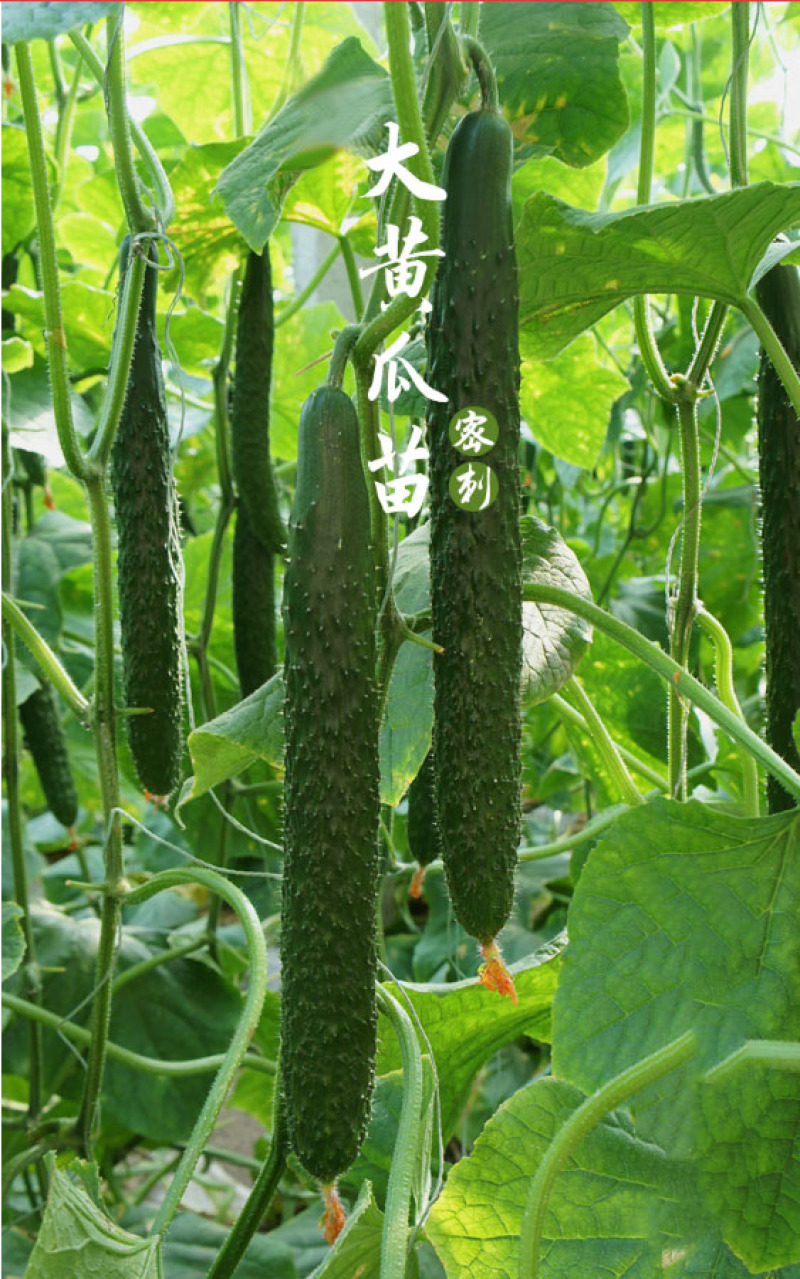 嫁接强雌黄瓜苗，秋延越冬黄瓜苗，高产抗病种苗基地直发
