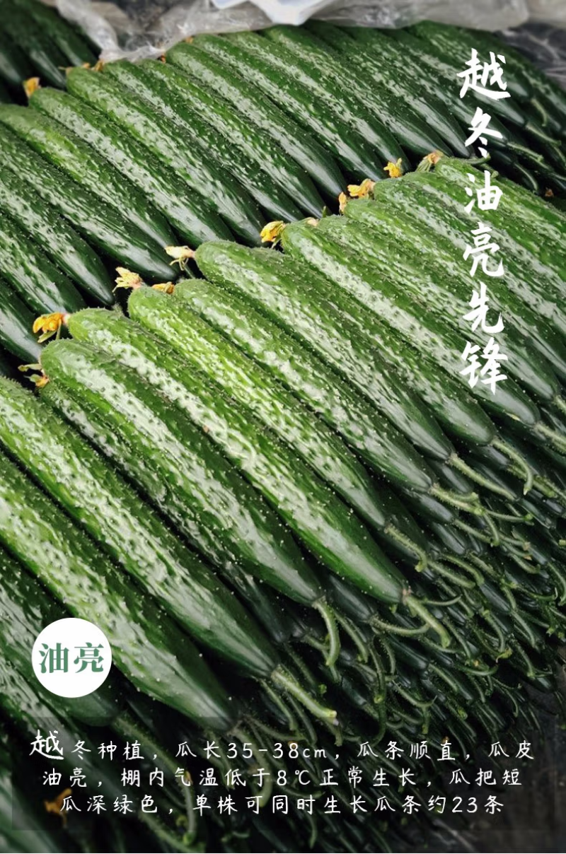 嫁接强雌黄瓜苗，秋延越冬黄瓜苗，高产抗病种苗基地直发