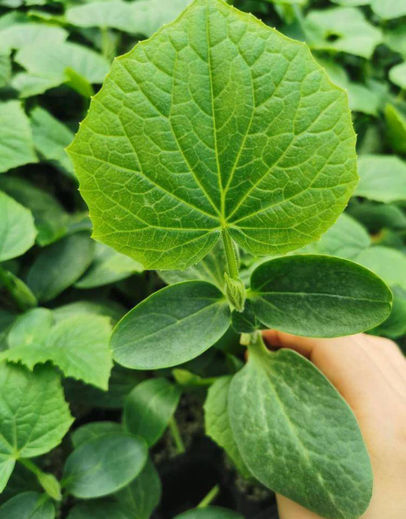 嫁接强雌黄瓜苗，秋延越冬黄瓜苗，高产抗病种苗基地直发