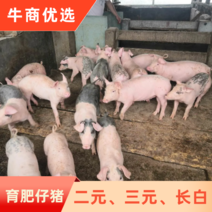 育肥仔猪：长期供应三元仔猪，二元仔猪，长白等各品种仔猪