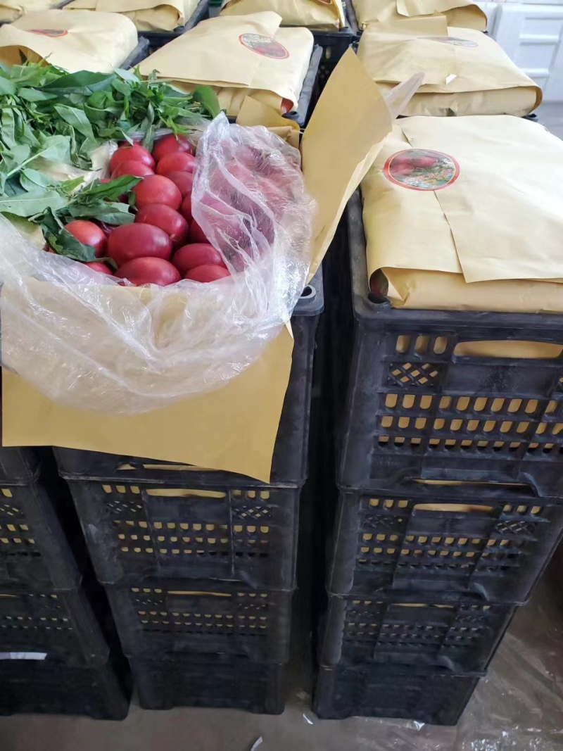 【京奥白肉油桃】原产地发货中油油桃货源充足全国发货品质好