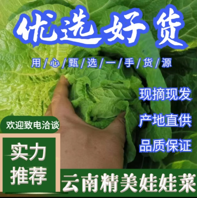 云南优质精品【大娃娃菜】新鲜上市产地直发支持视频看货