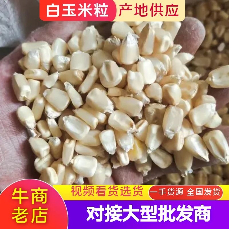 【牛商推荐】白玉米粒，产地一手货源，对接大型批发商