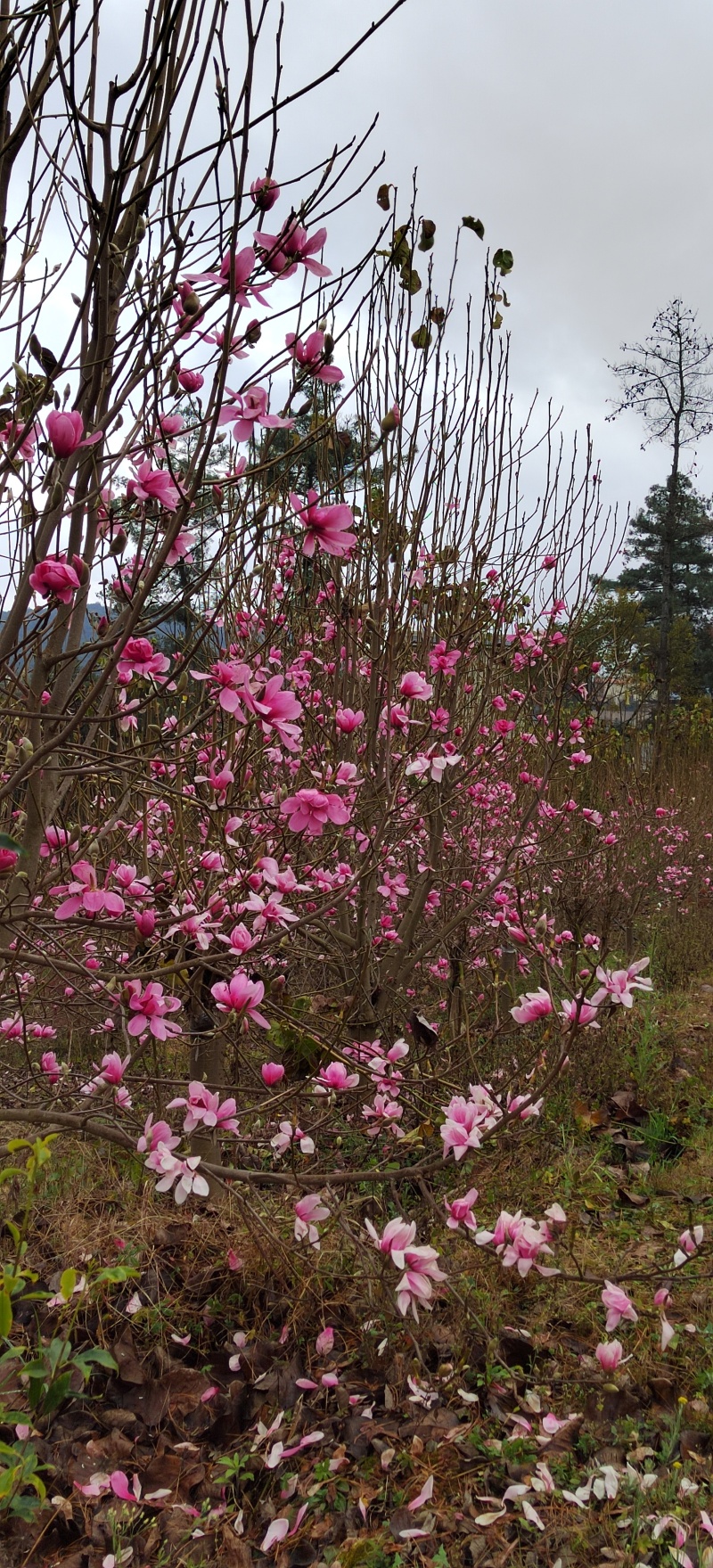 【荐】红花玉兰8~15公分基地直供大量上市，一手货源