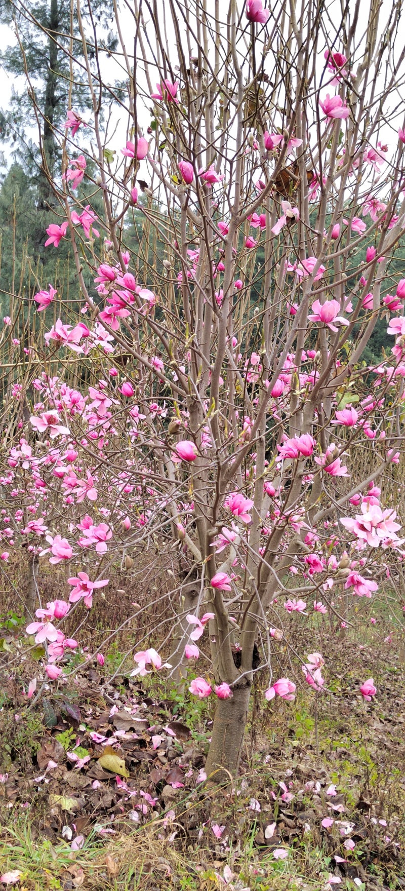 【荐】红花玉兰8~15公分基地直供大量上市，一手货源