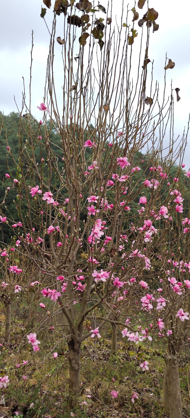 【荐】红花玉兰8~15公分基地直供大量上市，一手货源