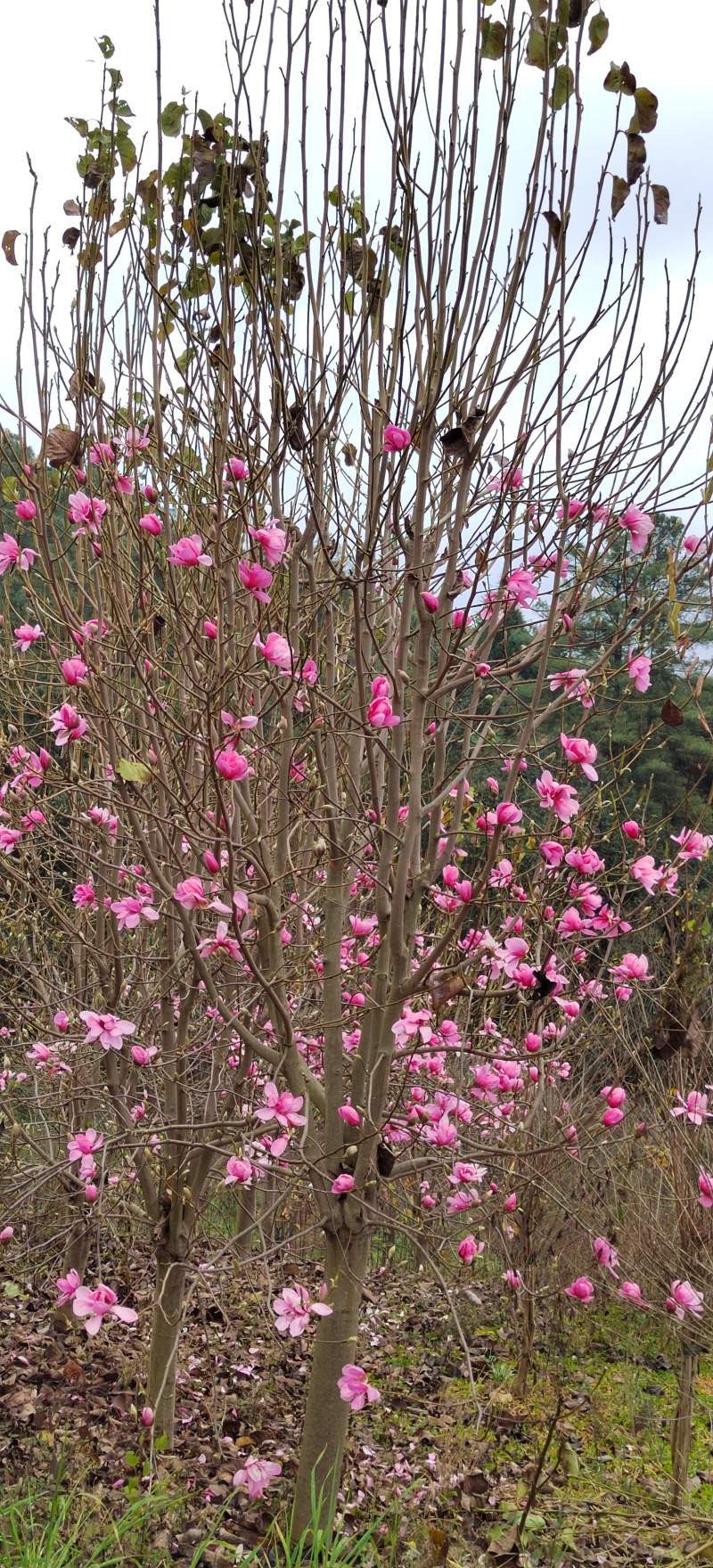 【荐】红花玉兰8~15公分基地直供大量上市，一手货源