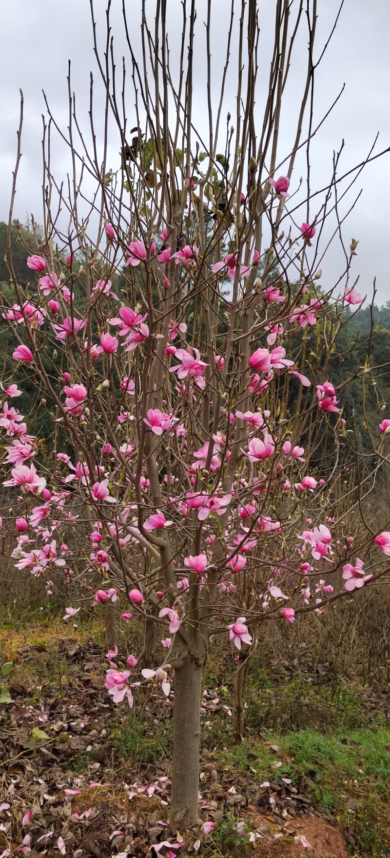 【荐】红花玉兰8~15公分基地直供大量上市，一手货源