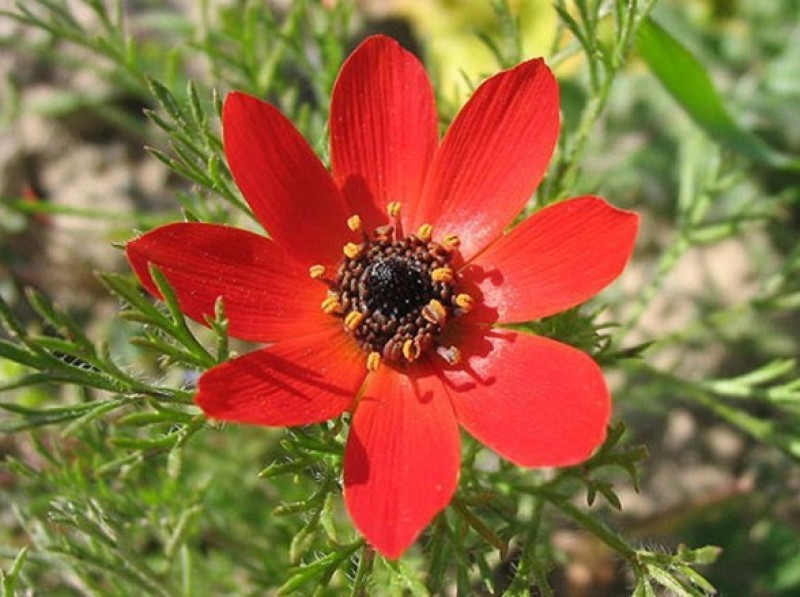 福寿花种子侧金盏花种子园林景观花海花坛花镜四季易种活花卉