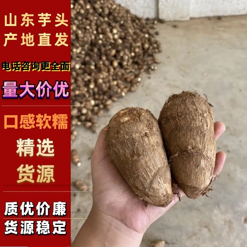 【热卖】山东新芋头，大量上市，货源充足量大从优，欢迎来电
