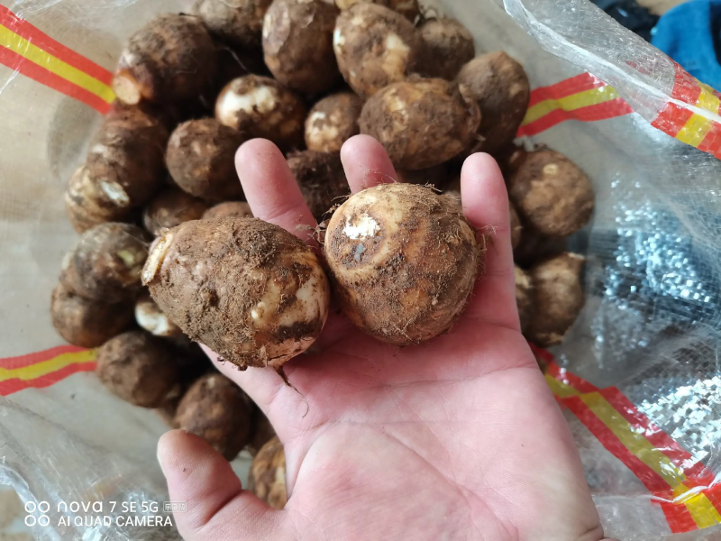 【热卖】山东新芋头，大量上市，货源充足量大从优，欢迎来电