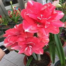 国产朱顶红种球土朱单瓣多年生四季种植室外阳台盆栽庭院花卉