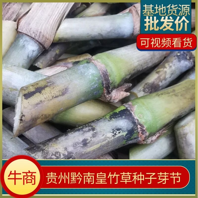 新品种皇竹草甛象红象草牛马羊食用四季牧草芽节