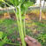 宏程四季小香芹种子粗纤维少高产小芹菜种子脆嫩10克