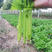 宏程四季小香芹种子粗纤维少高产小芹菜种子脆嫩10克