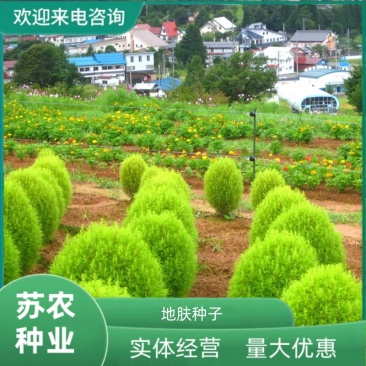 红地肤种子绿地肤扫帚草花籽花海阳台盆栽植庭院植物观叶花卉