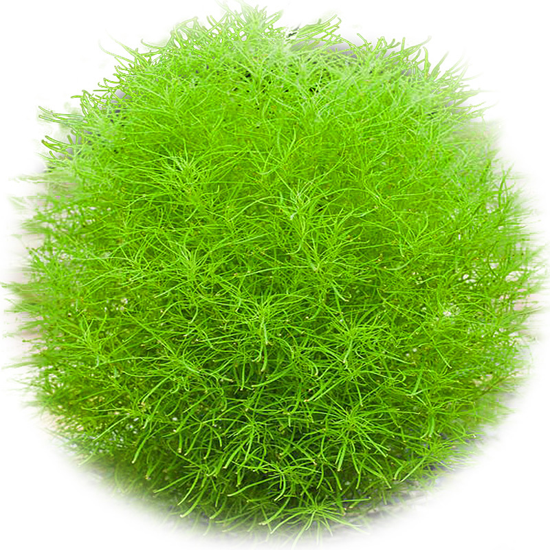 红地肤种子绿地肤扫帚草花籽花海阳台盆栽植庭院植物观叶花卉